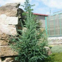 Лиственница японская Блю Рэббит (Larix kaempferi 'Blue Rabbit')