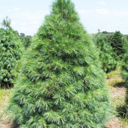 Сосна веймутова (Pinus strobus) (стриженая)