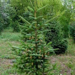 Ель аянская (Picea jezoensis)