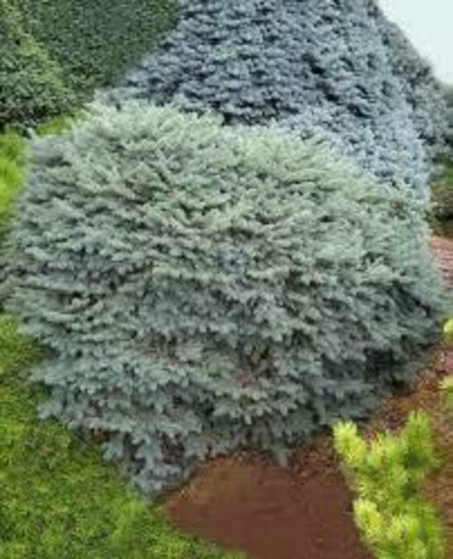 Ель колючая Нидиформис Калос (Picea pungens 'Nidiformis Kalous')