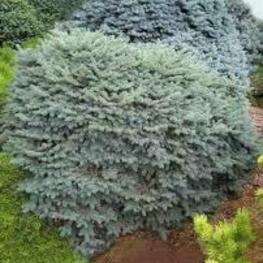 Ель колючая Нидиформис Калос (Picea pungens 'Nidiformis Kalous')