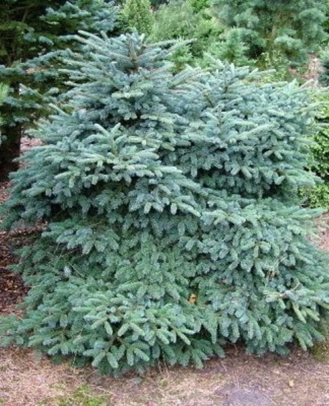 Ель мариорика Мачала (Picea x mariorika 'Machala')