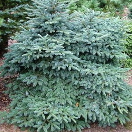 Ель мариорика Мачала (Picea x mariorika 'Machala')
