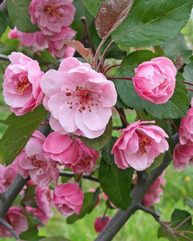 Яблоня декоративная Брэнди Мэджик (Malus 'Brandy Magic')