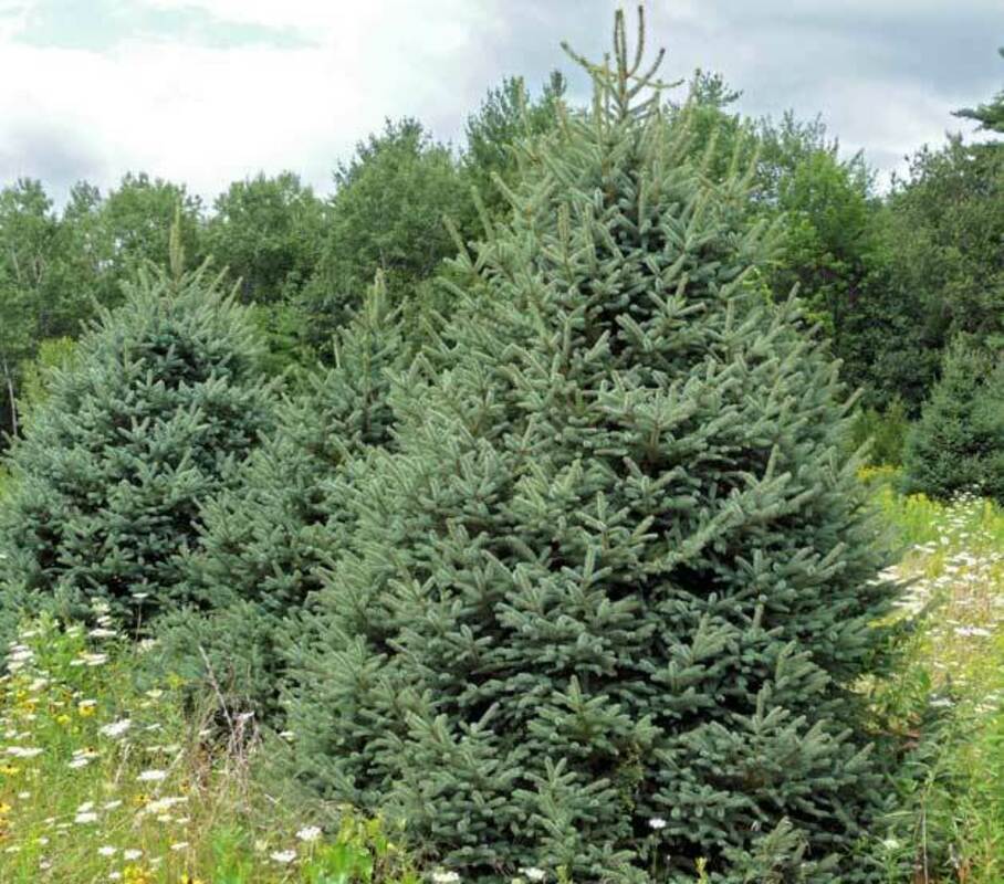 Ель Мейера (Picea meyeri)