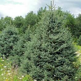 Ель Мейера (Picea meyeri)