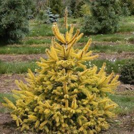 Ель обыкновенная Ауреа (Picea abies 'Aurea')