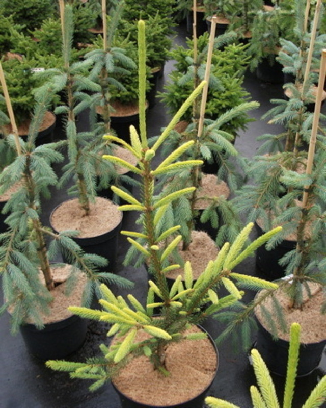 Ель обыкновенная Даблице (Picea abies 'Dablice')