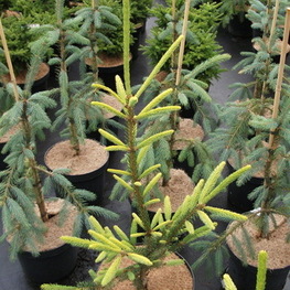 Ель обыкновенная Даблице (Picea abies 'Dablice')