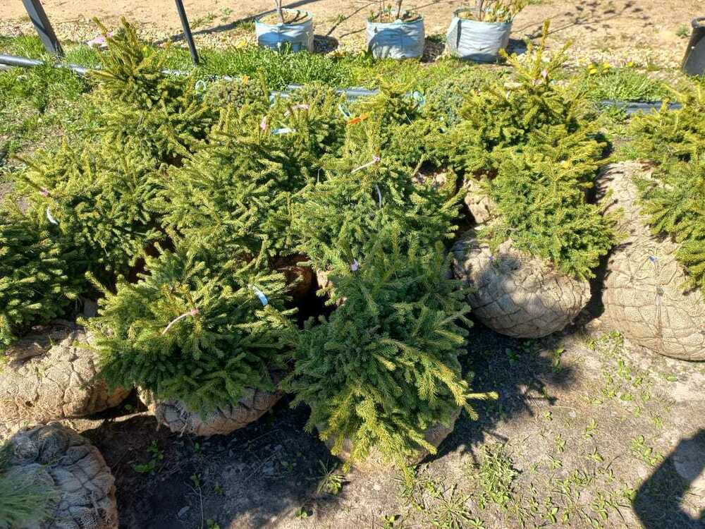 Ель обыкновенная Максвеллии (Picea abies 'Maxwellii')