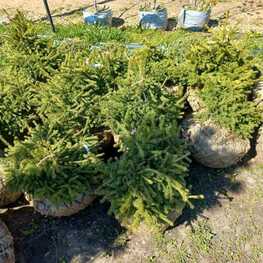 Ель обыкновенная Максвеллии (Picea abies 'Maxwellii')