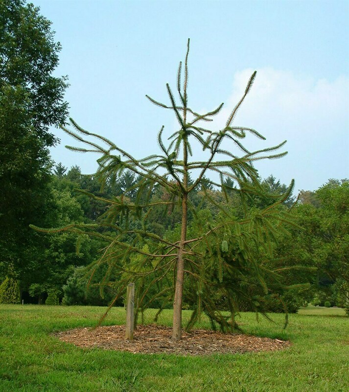 Ель обыкновенная Виргата (Picea abies 'Virgata')