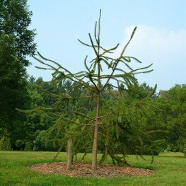 Ель обыкновенная Виргата (Picea abies 'Virgata')