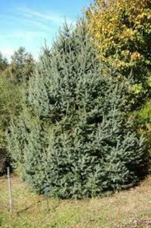 Ель шероховатая (Picea asperata)