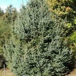 Ель шероховатая (Picea asperata)