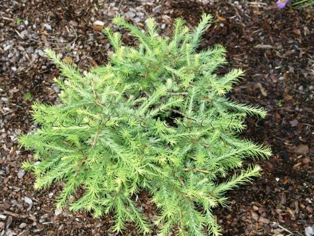 Лиственница американская Хартвиг Пин (Larix laricina 'Hartwig Pine')