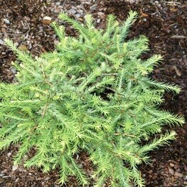 Лиственница американская "Хартвиг Пин"