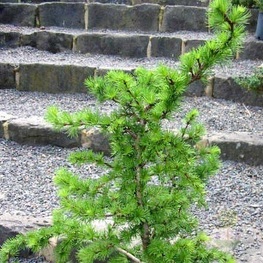 Лиственница японская Литтл Богл (Larix kaempferi 'Little Bogle')