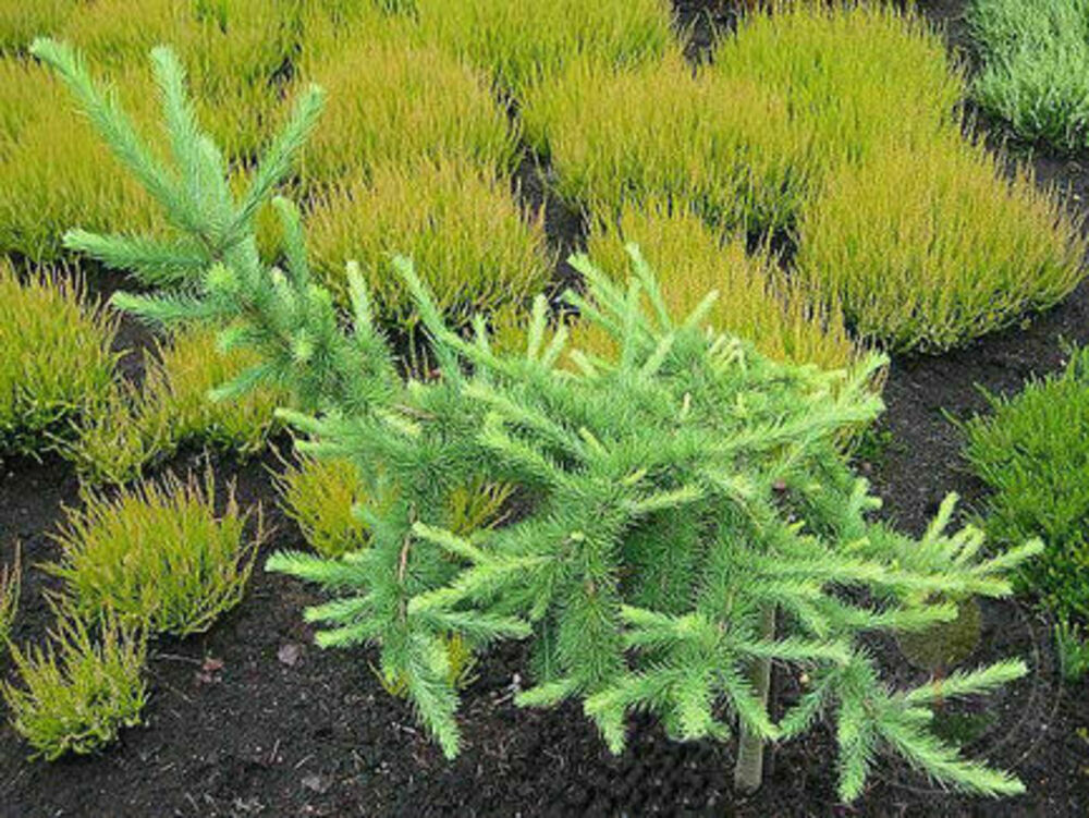 Лиственница японская Минор (Larix kaempferi 'Minor')