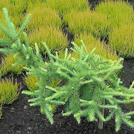 Лиственница японская Минор (Larix kaempferi 'Minor')