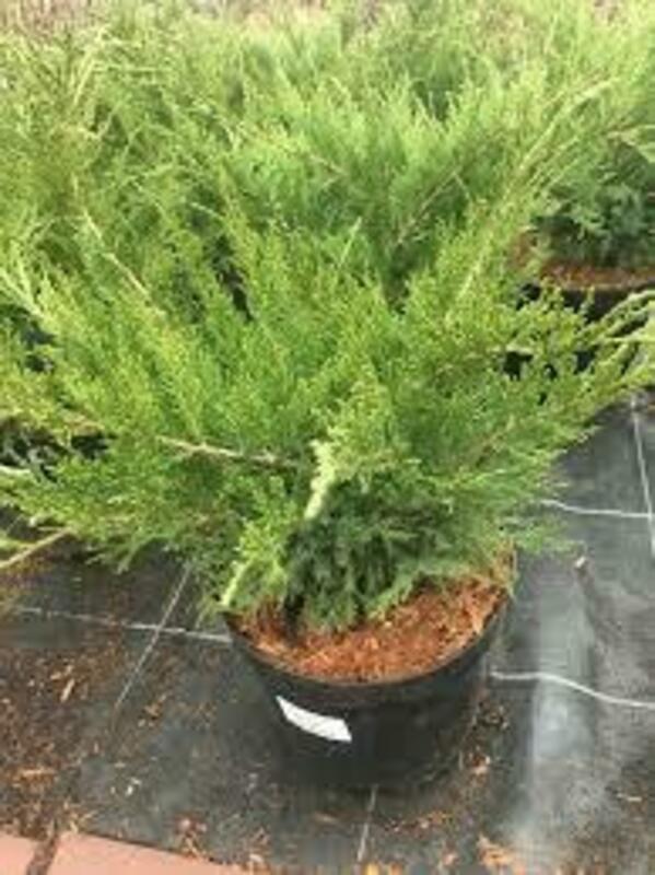 Микробиота перекрёстнопарная