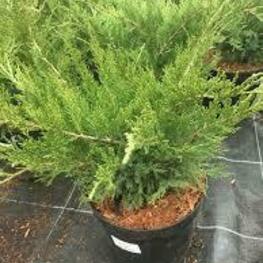 Микробиота перекрёстнопарная