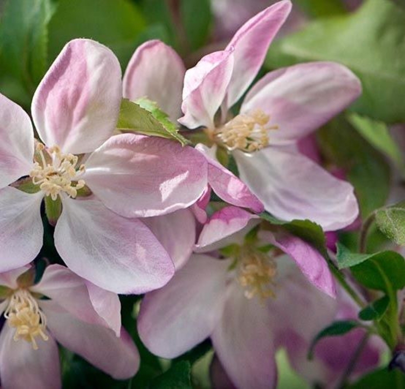 Яблоня декоративная Лаура (Malus 'Laura')