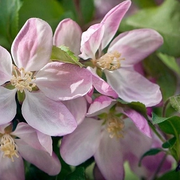 Яблоня декоративная Лаура (Malus 'Laura')