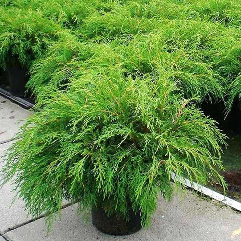 Микробиота перекрестнопарная Лукас (Microbiota decussata 'Lucas')