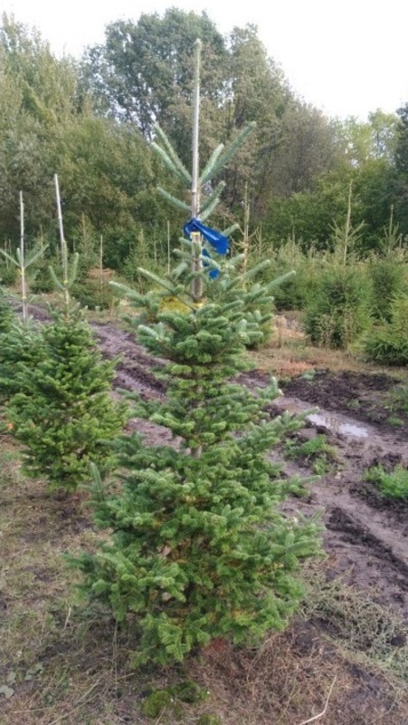 Пихта Фразера