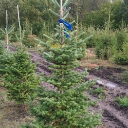 Пихта Фразера (Abies fraseri)