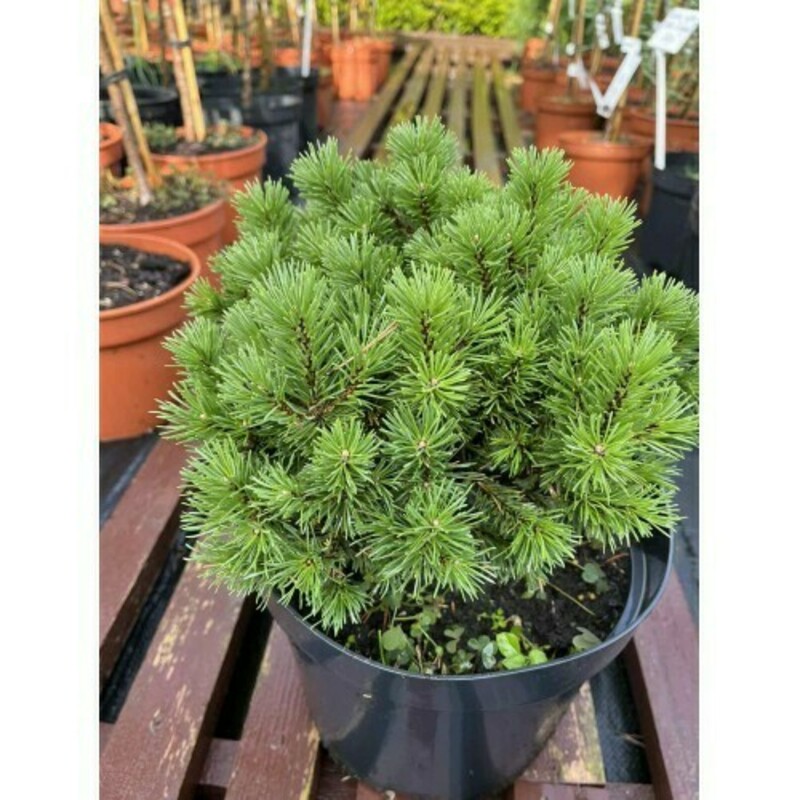 Сосна горная Костельничек (Pinus mugo 'Kostelnicek')