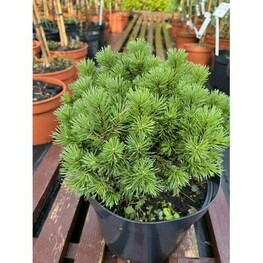Сосна горная Костельничек (Pinus mugo 'Kostelnicek')