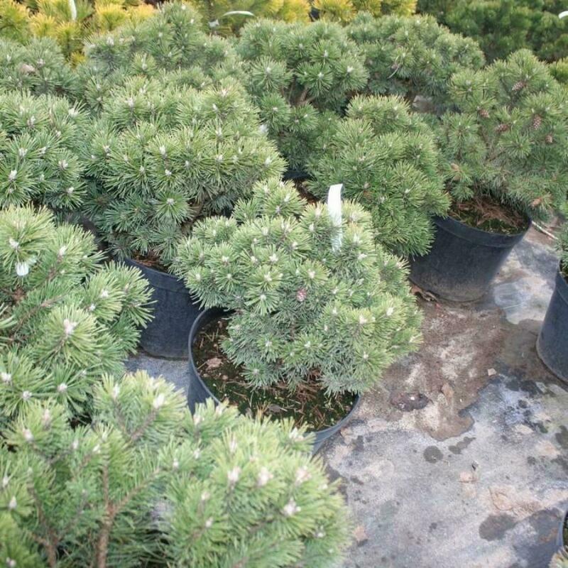 Сосна горная Литтл Леди (Pinus mugo 'Little Lady')