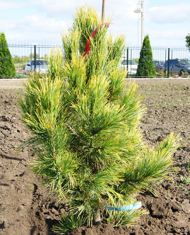 Сосна кедровая европейская Ауреа (Pinus cembra 'Aurea')