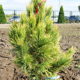 Сосна кедровая европейская Ауреа (Pinus cembra 'Aurea')