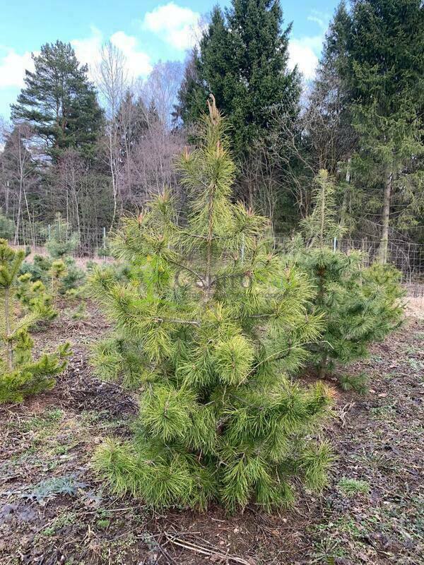 Сосна скрученная (Pinus contorta) (скрученная)
