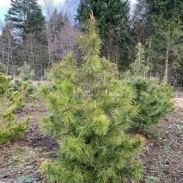 Сосна скрученная (Pinus contorta) (скрученная)