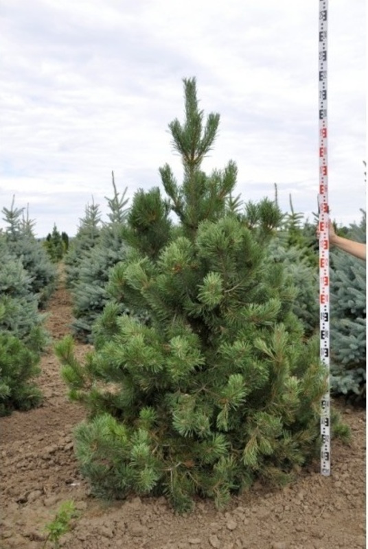 Сосна крючковатая (Pinus uncinata) (крючковатая)