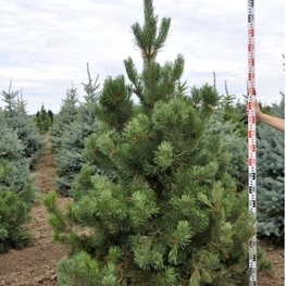 Сосна крючковатая (Pinus uncinata) (крючковатая)