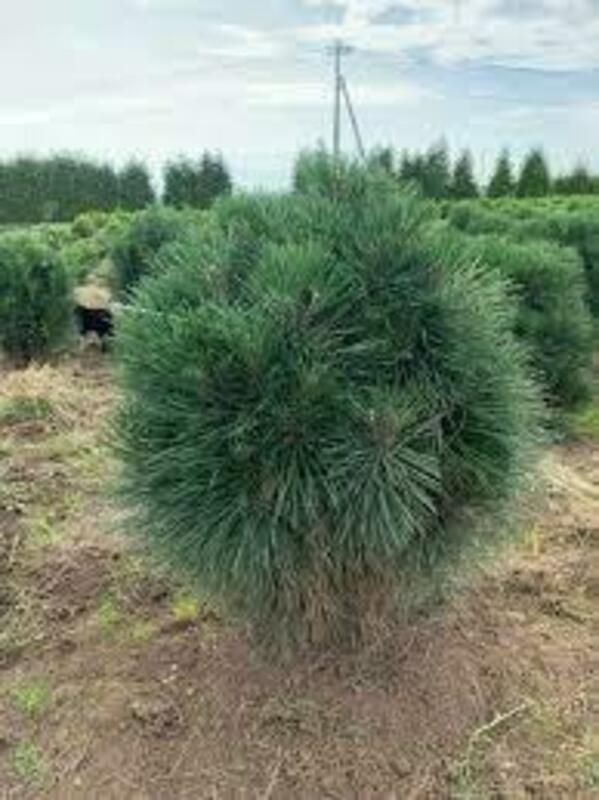 Сосна черная Корсика (Pinus nigra 'Corsica')