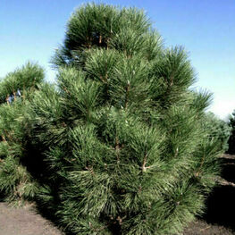 Сосна черная Нана Вюрстл (Pinus nigra 'Nana Wurstle')