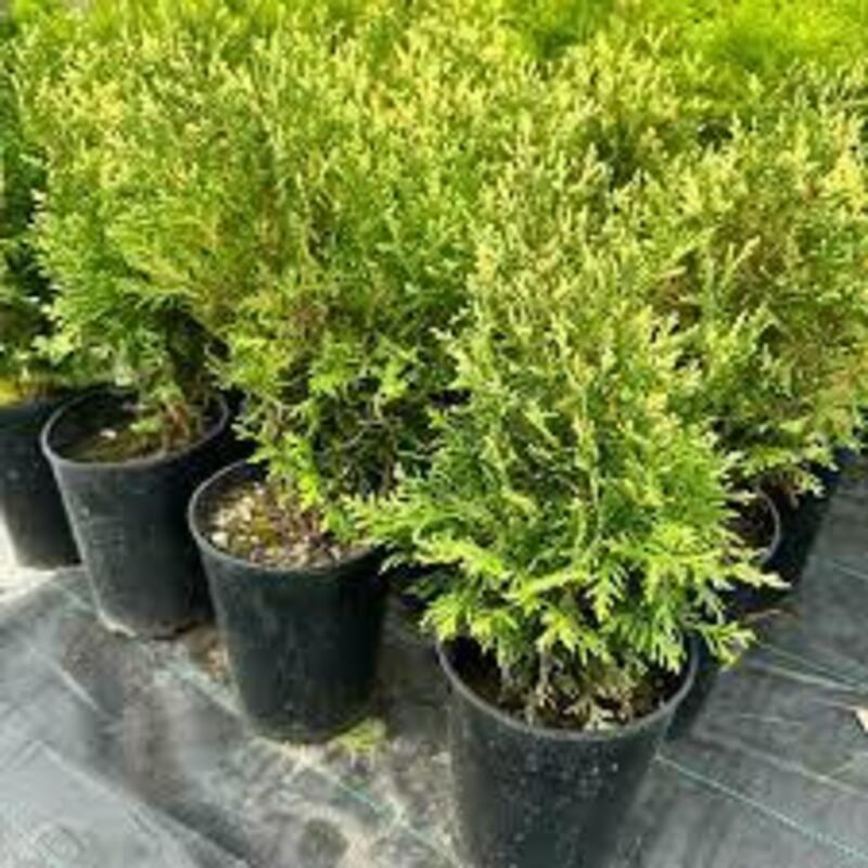 Туя западная Альбоспиката (Thuja occidentalis 'Albospicata')