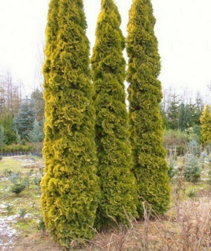 Туя западная Малониана Ауреа (Thuja occidentalis 'Malonyana Aurea')