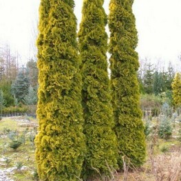 Туя западная Малониана Ауреа (Thuja occidentalis 'Malonyana Aurea')