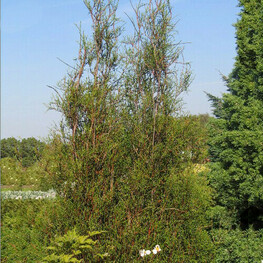 Туя западная Олендорффи (Thuja occidentalis 'Ohlendorffii')