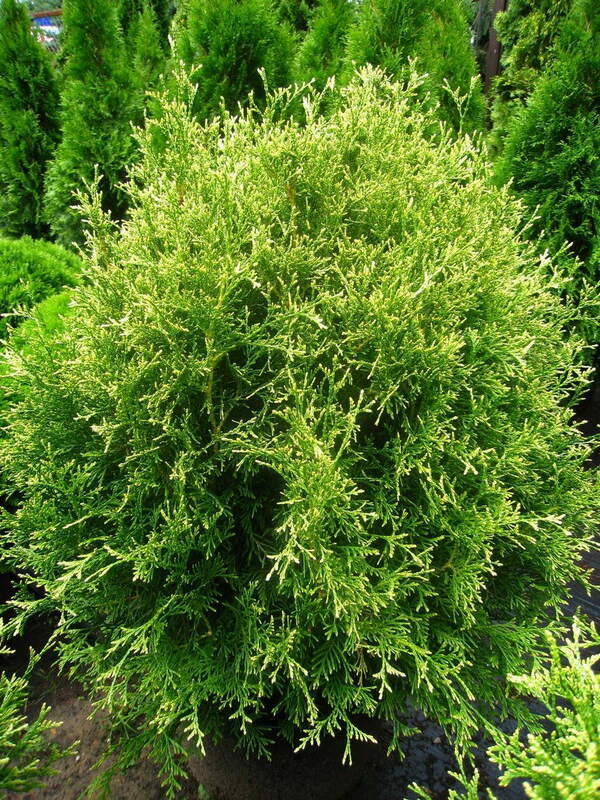 Туя западная Рекурва Нана (Thuja occidentalis 'Recurva Nana')