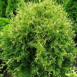 Туя западная Рекурва Нана (Thuja occidentalis 'Recurva Nana')