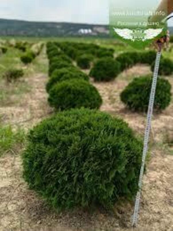 Туя западная Умбракулифера (Thuja occidentalis 'Umbraculifera')