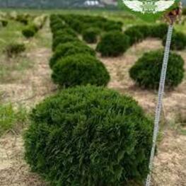 Туя западная Умбракулифера (Thuja occidentalis 'Umbraculifera')